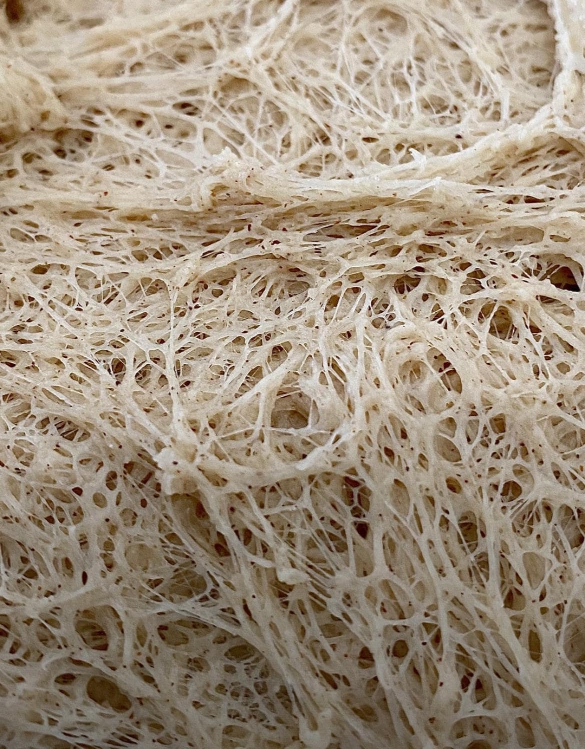 240+ year Old Easy San Francisco Sourdough Starter Heritage - Organic Dehydrated OUR BEST SELLER!